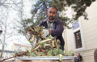 Elazığ’da ’Çiriş’ ve ’Kenger’ otu, tezgahlardaki...