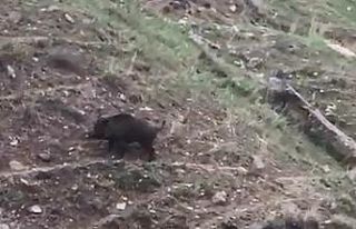 Elazığ’da domuz ve yavruları görüntülendi