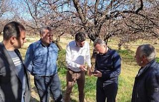 Elazığ’da zirai don nedeniyle hasar tespit çalışmaları...