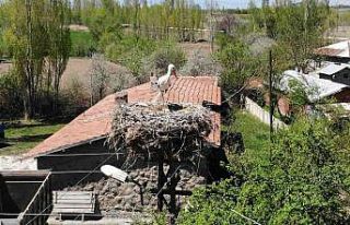 Elektrik direğinin tepesindeki yuva, leylek ailesine...