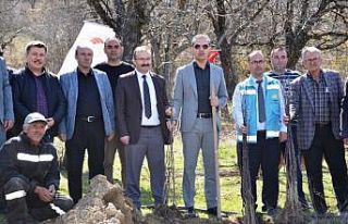 Emet’te Küreci cinsi elma fidanları toprakla buluştu