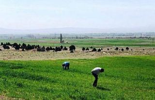 Emet’te süne zararlısı ile mücadele çalışmaları