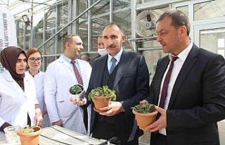 Endemik bitkiler laboratuvar ortamında çoğaltılıp...