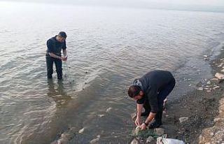 Erçek Gölü’ndeki inci kefali balıkları da korunuyor