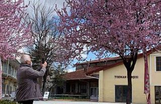 Erik ağaçlarının pembe çiçekleri Eskişehir’i...