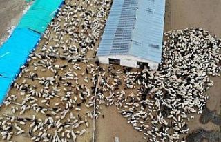 Erzincan’da 1 yılda 114 çiftçi devlet desteğiyle...