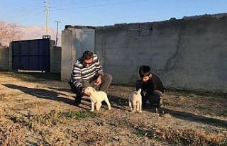 Erzincan’da 238 köpek kimliklendirildi