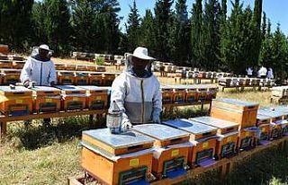 Erzincan’da arıcılara şeker desteği verilecek