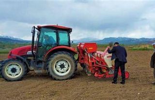Erzincan’da ayçiçeği tohumları toprakla buluştu