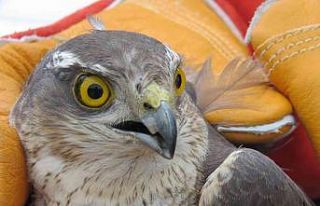 Erzincan’da bulunan yaralı atmaca tedavi edilecek