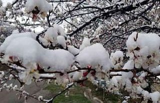 Erzincan’da çiçek açan meyve ağaçlarını don...