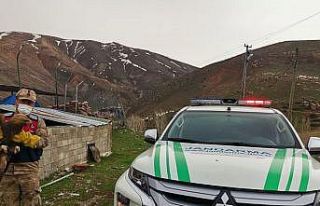 Erzincan’da yaralı halde Kaya Kartalı bulundu