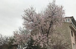Eskişehir’de seyrine doyumsuz çiçek manzaraları