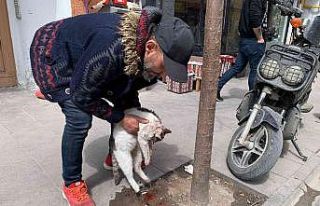 Eskişehir’de taksinin çarptığı kedi can verdi