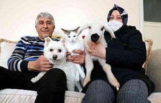 Evcil hayvanları arasına birde kuzuyu eklediler,...