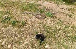 Evin bahçesine giren yılan korku dolu anlar yaşattı