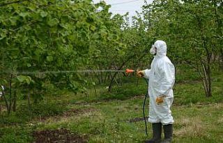Fındıkta ’kozalak akarı’ ile mücadele başladı