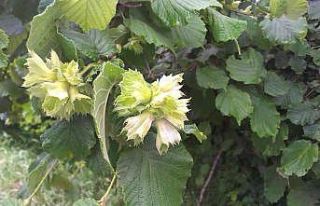 Fındıkta külleme hastalığı ile mücadele zamanı