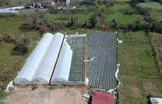 Fırtınada çilek serası, birkaç saniyede 400 bin...