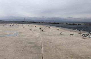 Fırtınadan uçamayan martılar denizi izledi