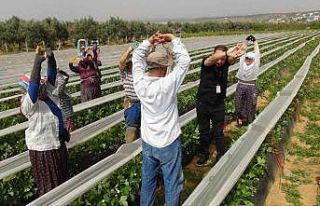 Fizyoterapist eşliğinde çilek hasadı