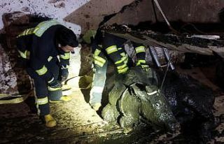 Foseptik çukuruna düşen büyükbaş hayvanı itfaiye...