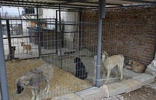 Gediz’de sokak hayvanları için yürütülen çalışmalar...