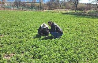 Gedizli üreticiler “Hortumlu Böcek” zararlısı...