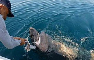 Gelibolu’da nefes kesen köpek balığı avı