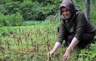 Giresun’da fındığa ek gelir maviyemiş ve salep...