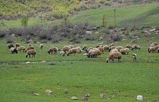 Göçerler kar erimeden Şırnak yaylalarına çıktı
