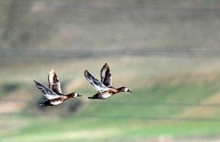 Göçmen kuşların Afrika- Asya yolculuğunun mola...