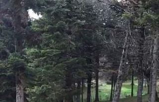 Gölcük Tabiat Parkı’ndaki sincap tatilcilerin...