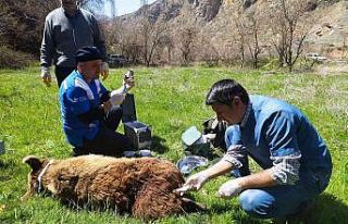 Hakkari’de yaralı ayı tedavi altına alındı