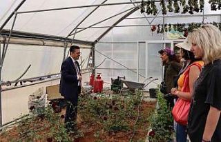 Halfeti’nin simgesi karagül çiçek açtı