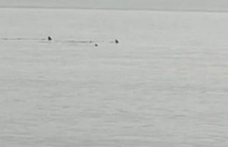 Hatay’da sahile yaklaşan köpek balıkları görüntülendi