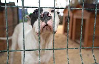 Hatay’da yasaklı ırk köpekler için yeni tedbir...