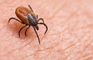 Havaların ısınmasıyla keneler arttı