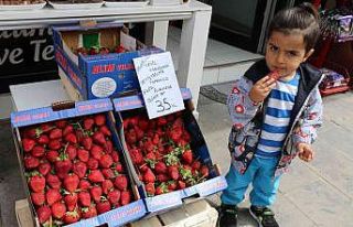 Hindistan cevizi kabuğuyla üretilen çilek Erzincan’da...