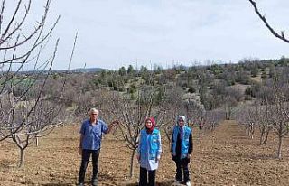 Hisarcık’ta elma bahçelerinde hastalık kontrolü