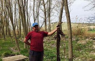 Hisarcık’ta su borusunun içinden 7 metre ağaç...