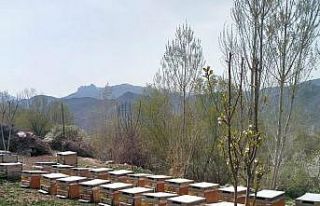 Iğdır’da arı kovanı hırsızlığı: 1 kişi...