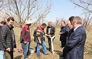 Iğdır’da meyve ağaçlarında aşı ve budama...