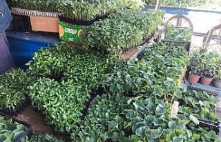 Iğdır’da sebze fidesi satışları başladı