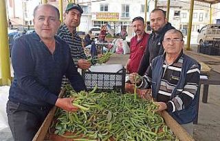 İlkbahar sebzesi baklada hasat zamanı