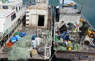 İnci kefali av yasağı başlıyor