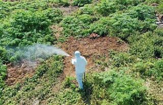 Isınan havalarda çıkan haşerelere karşı uzmanı...