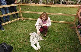 İstanbul’da ele geçirilen “Bengal Kaplanı”...