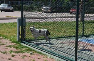 İzmir’de pitbull dehşeti