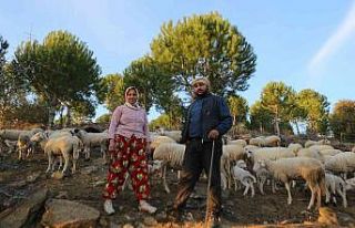 İzmir’in çoban haritası çıkarıldı
